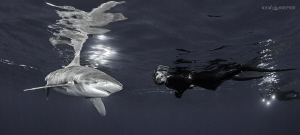 Lovely Debra hanging out with a beautiful Oceanic Whiteti... by Ken Kiefer 